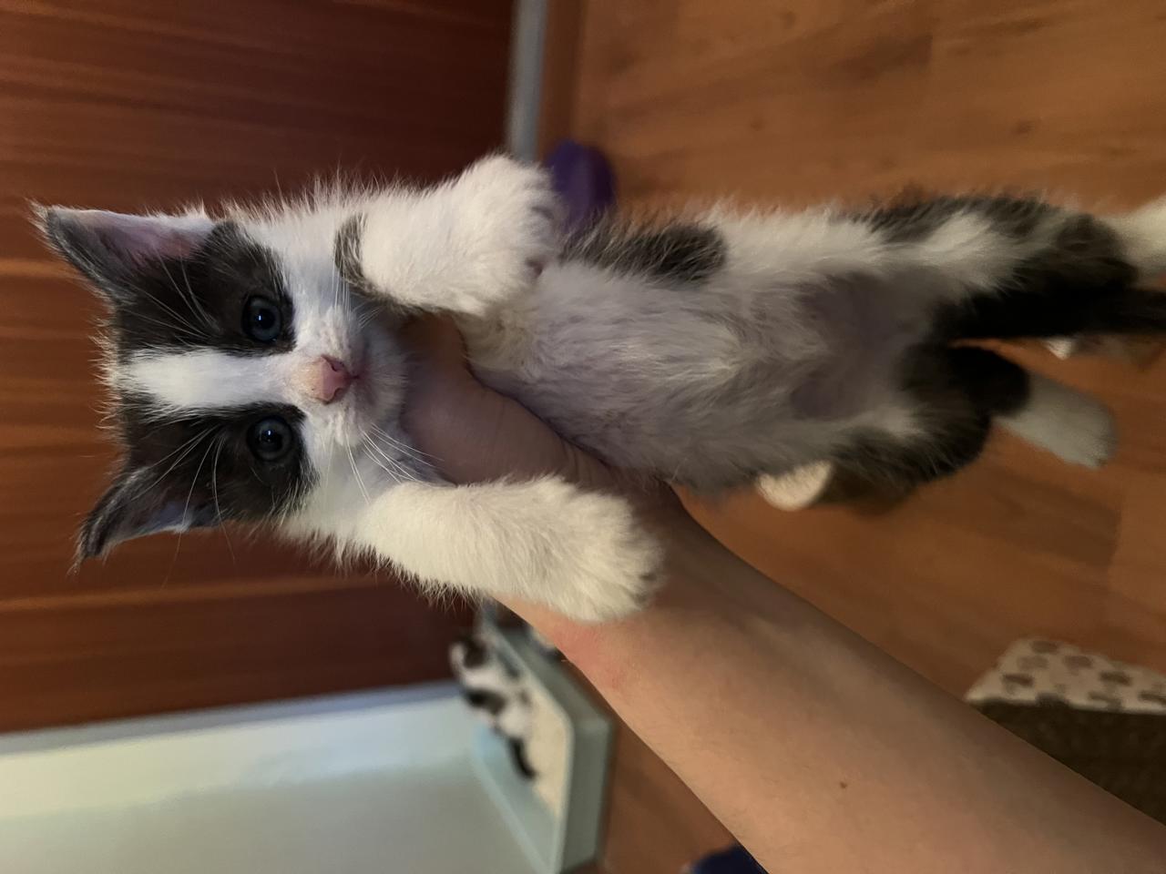 Gato MEL en adopción