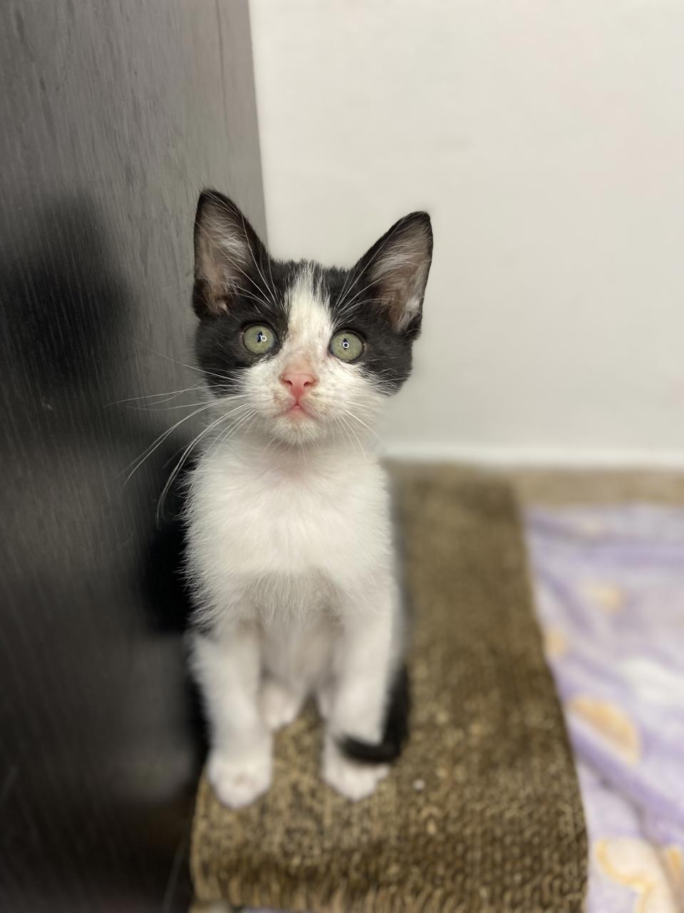 Gato TITÁN en adopción
