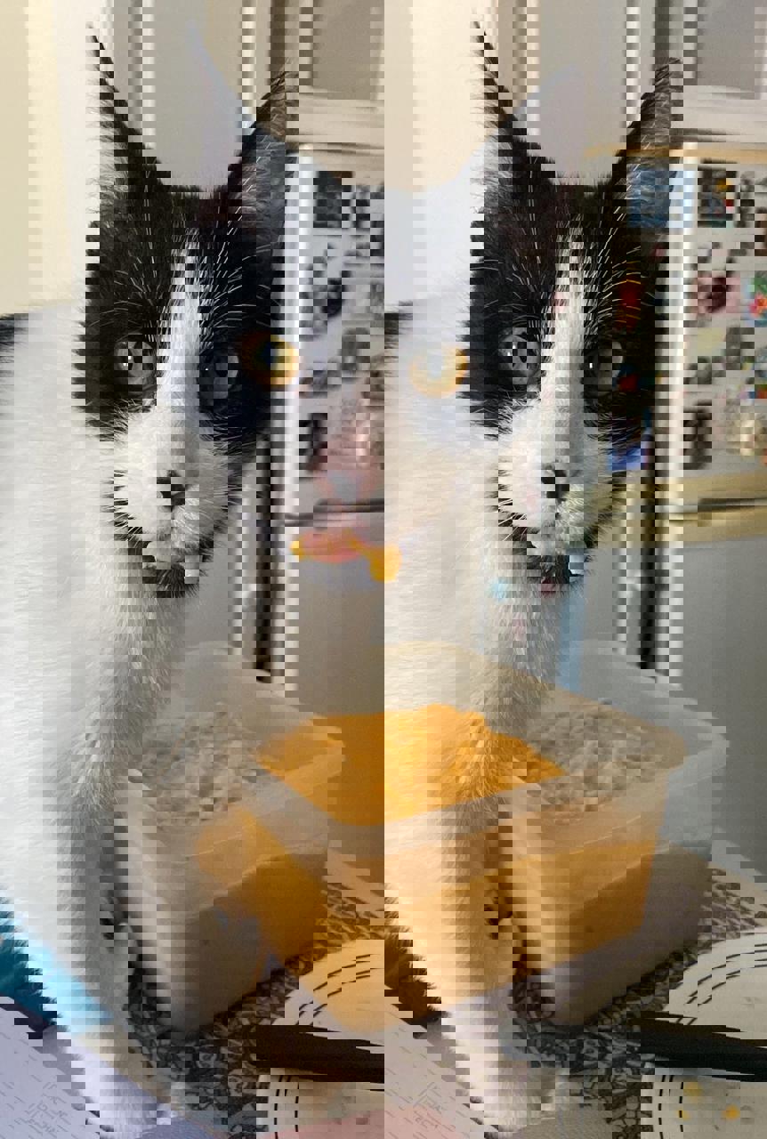 Gato SONRISA en adopción