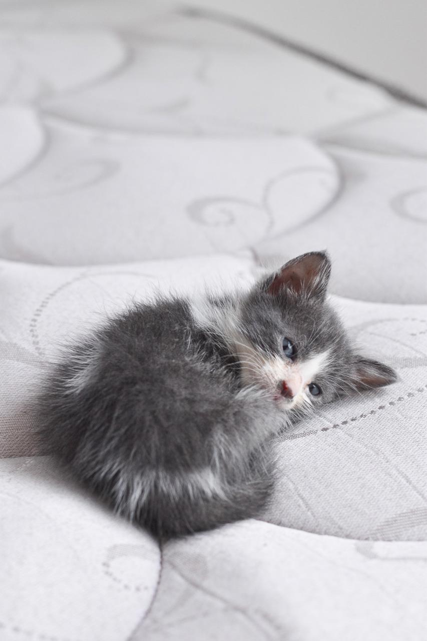 Gato Bruma  en adopción