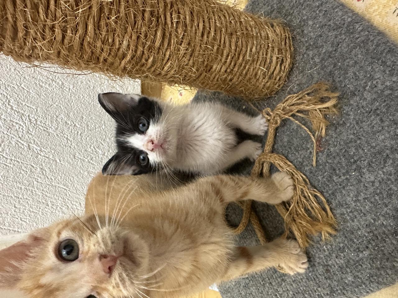 Gato Joyce en adopción