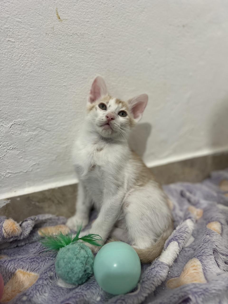 Gato ATLAS en adopción