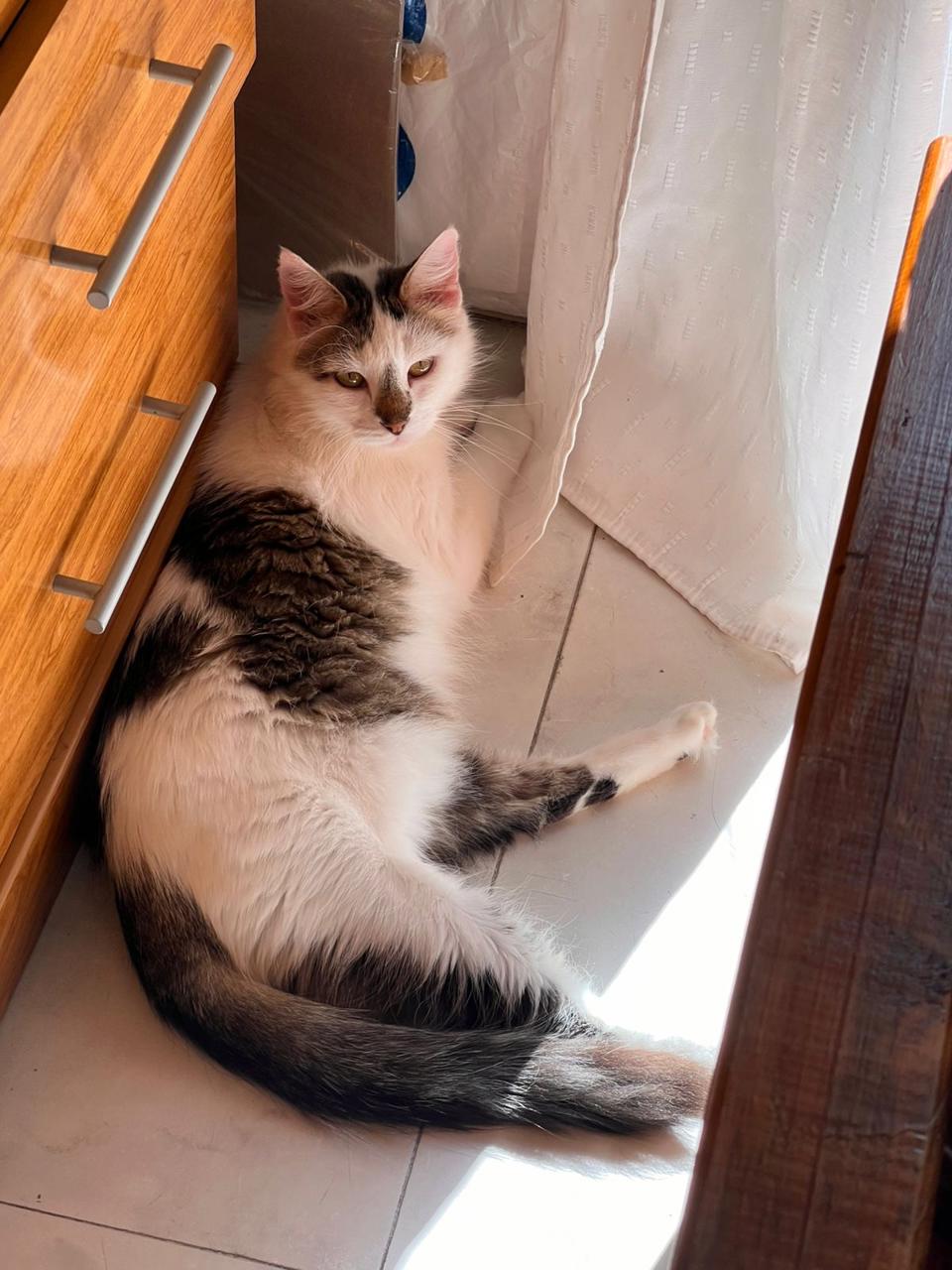 Gato TASHA  en adopción