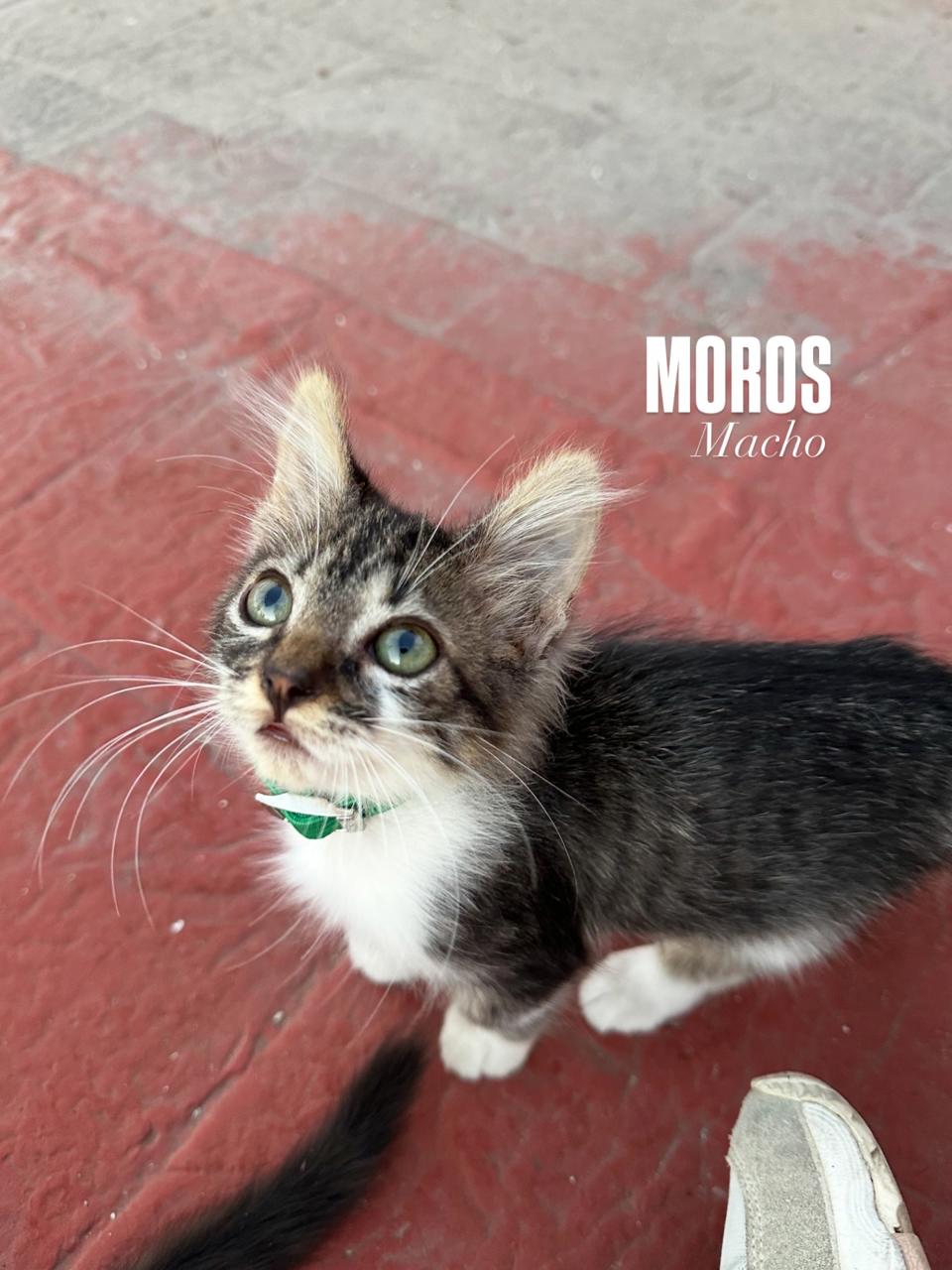 Gato MOROS en adopción