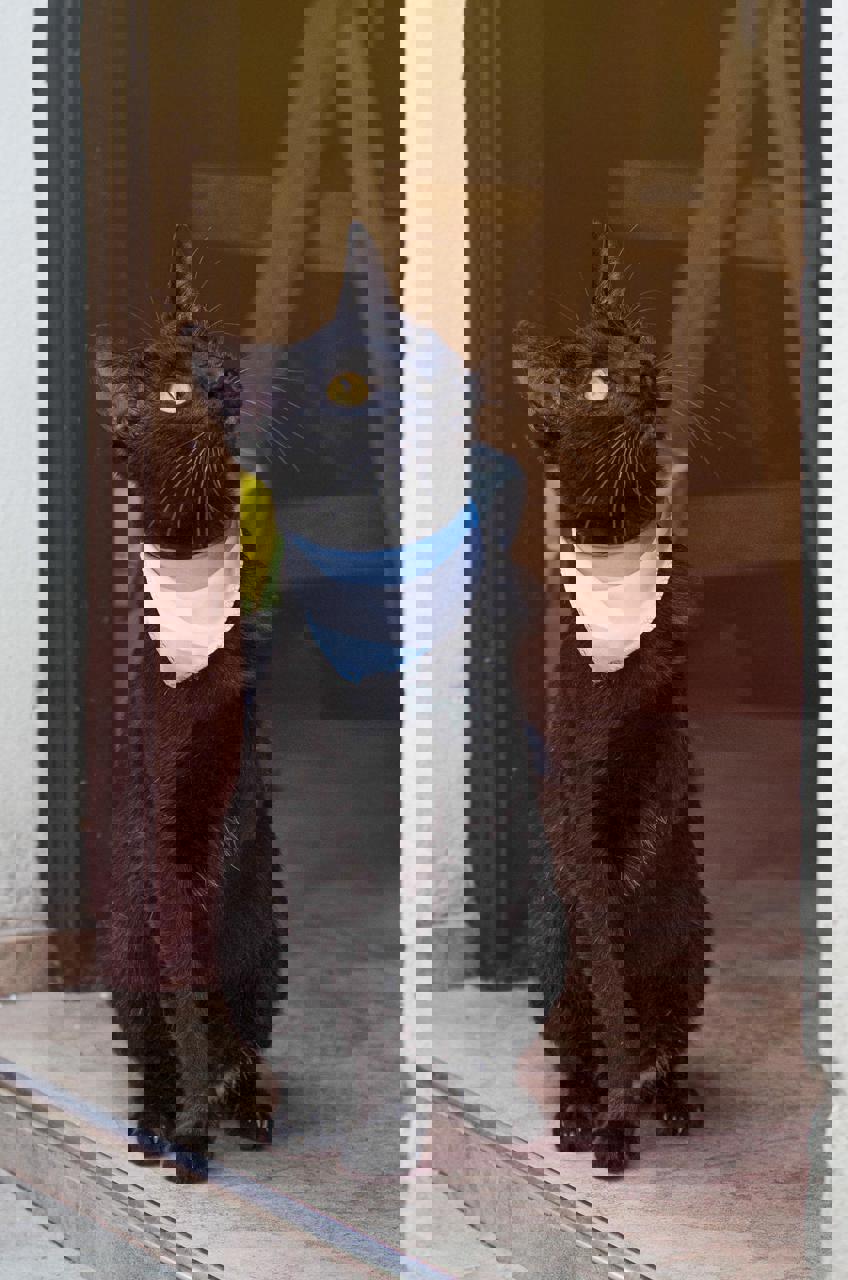 Gato PANTERA en adopción