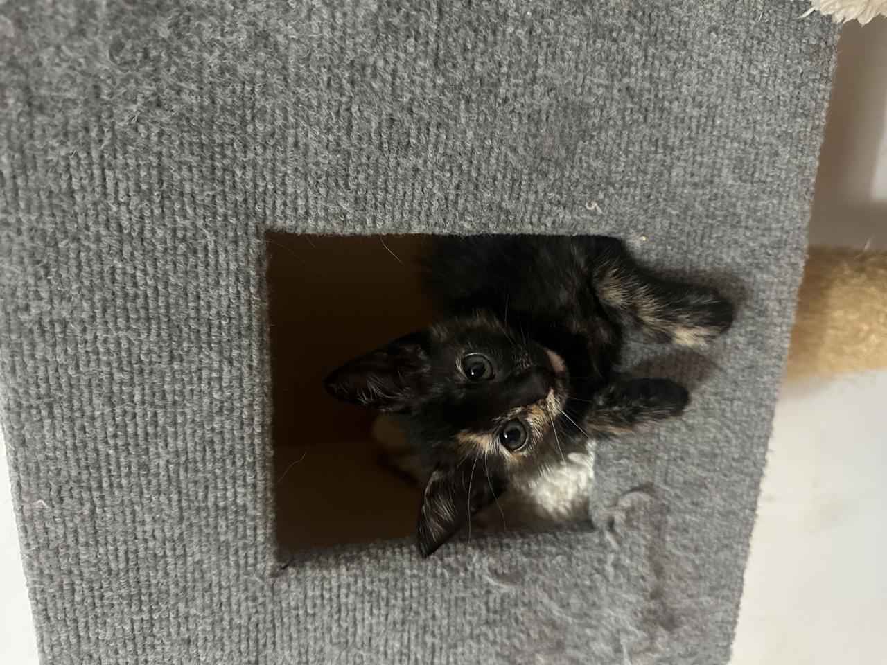 Gato YANG en adopción