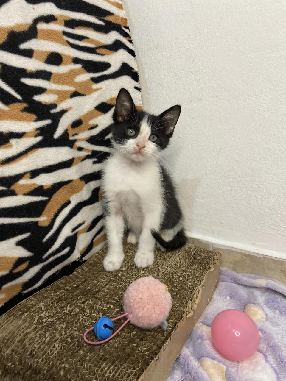 Gato TITÁN en adopción