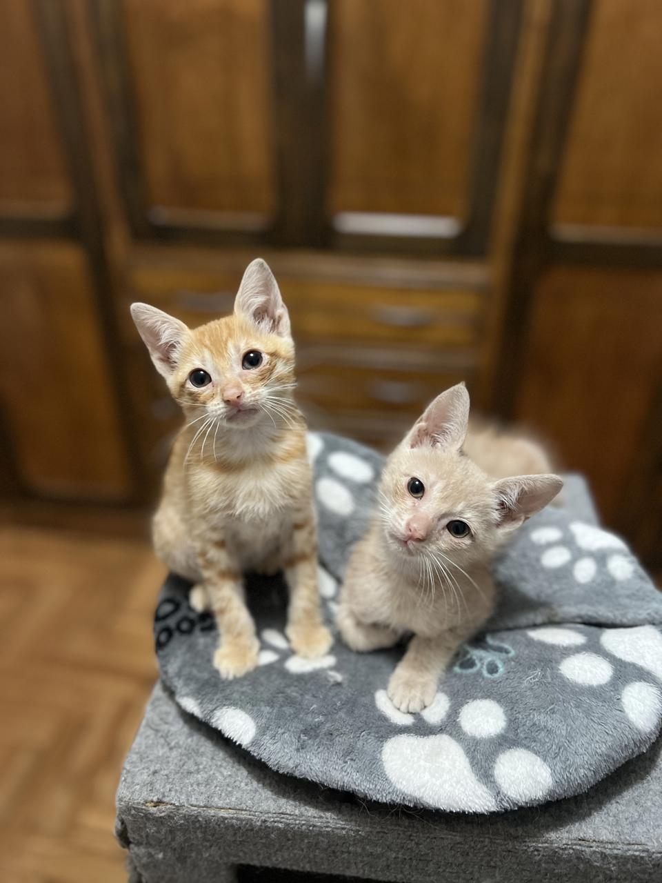Gato ANNIE Y NICK en adopción
