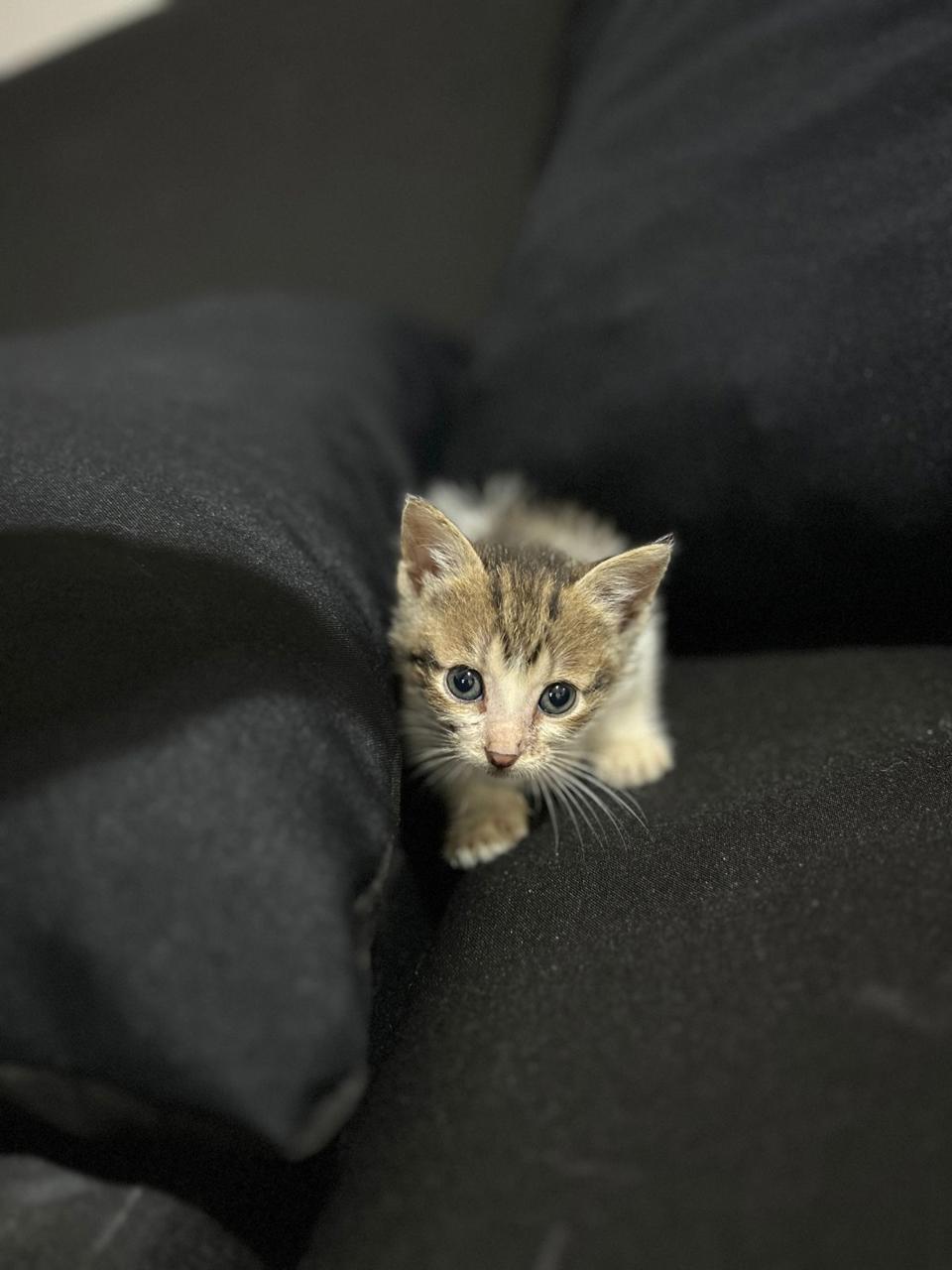 Gato Mimo  en adopción