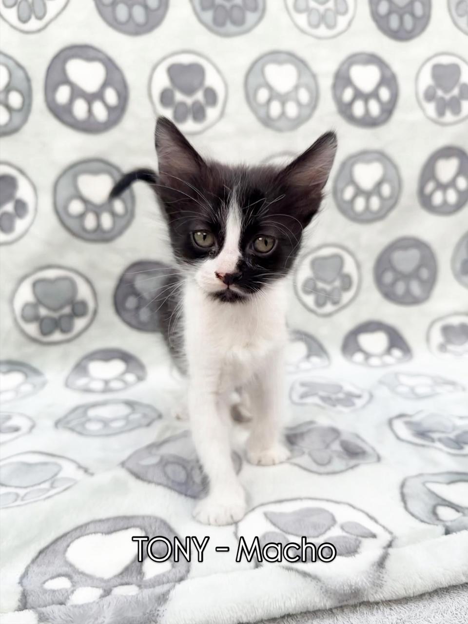 Gato TONY en adopción