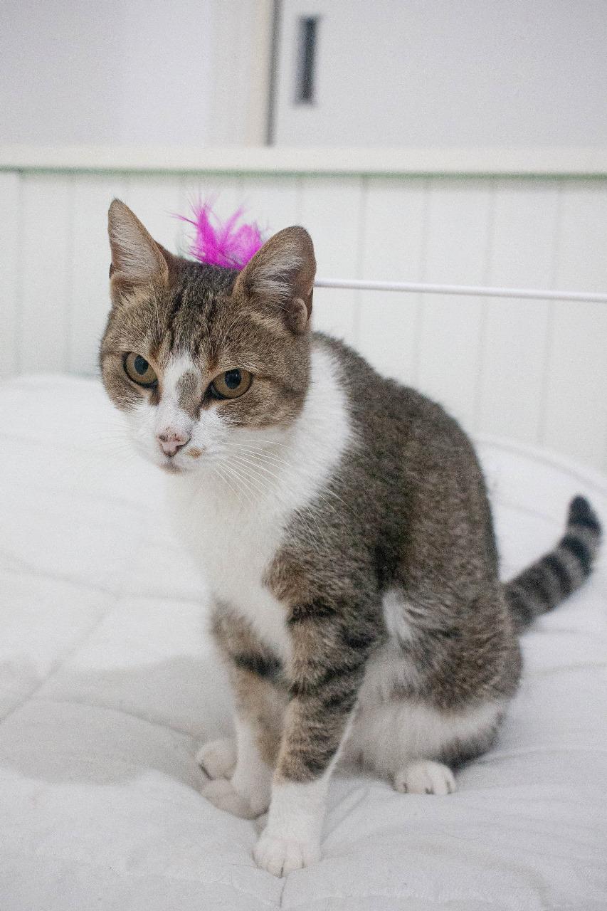 Gato MIMI en adopción