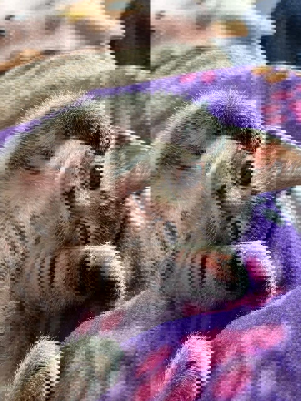 Gato MOMO  en adopción