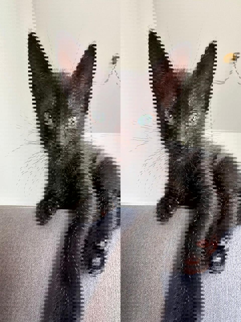 Gato PCHANG en adopción