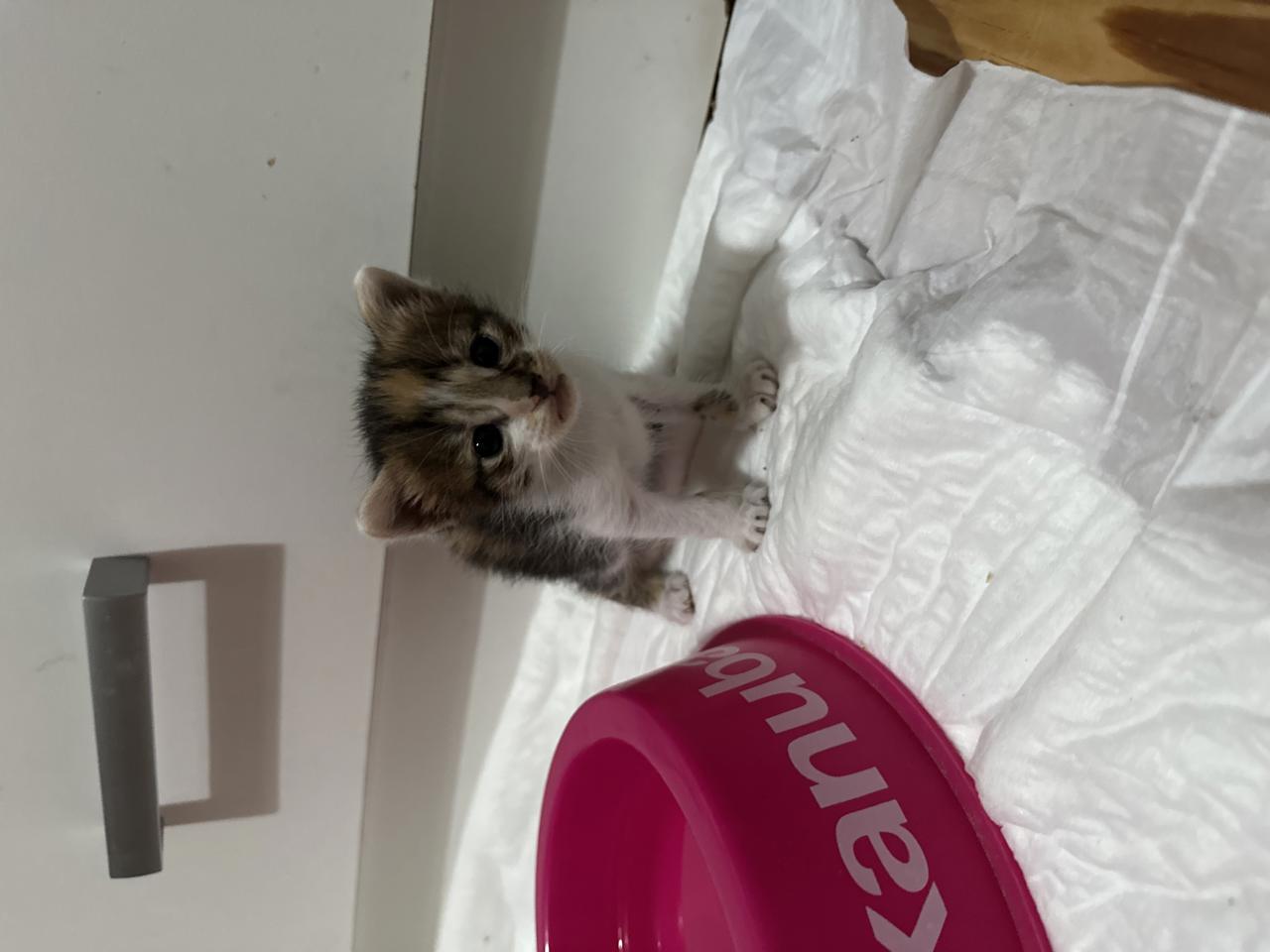 Gato NEYTIRI  en adopción