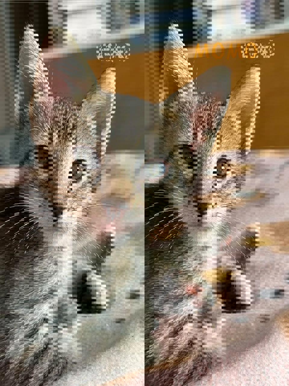 Gato MOMO  en adopción