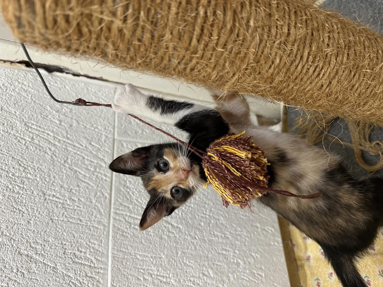 Gato Once  en adopción