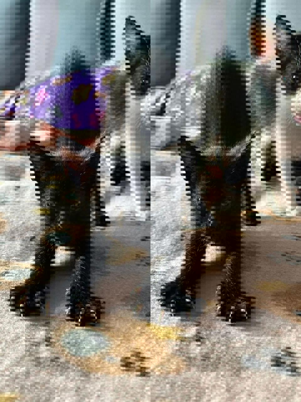 Gato PCHANG en adopción