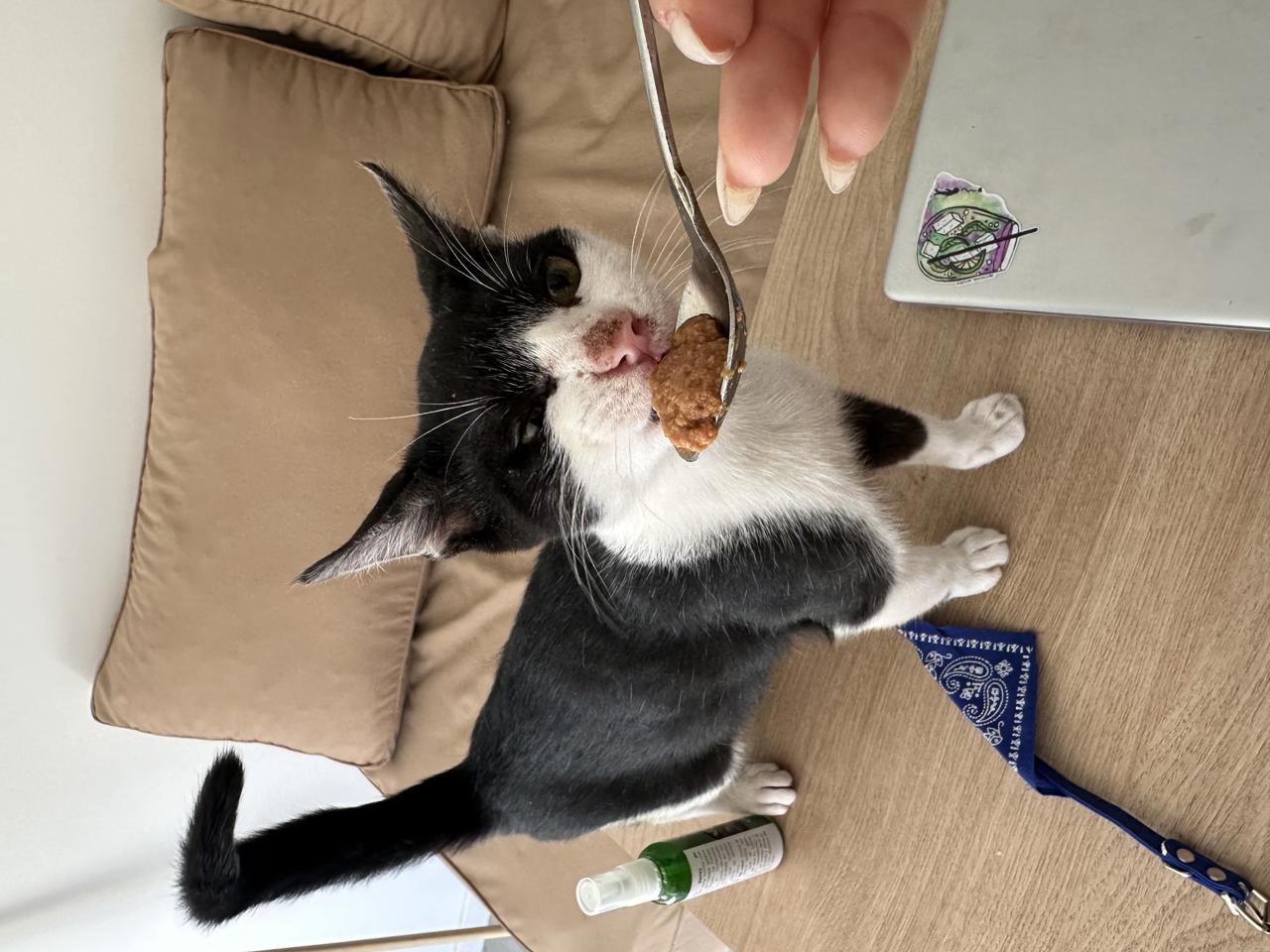 Gato Batman en adopción