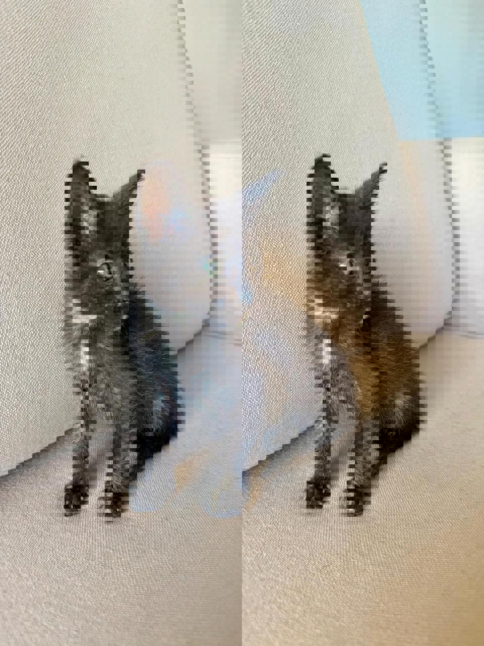 Gato RHAENYRA en adopción