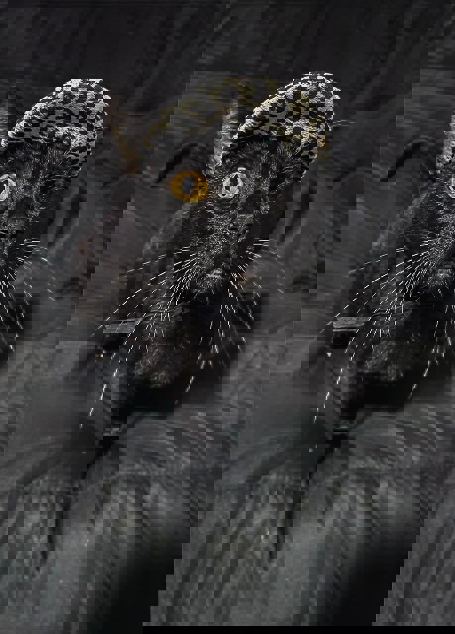 Gato PANTERA en adopción