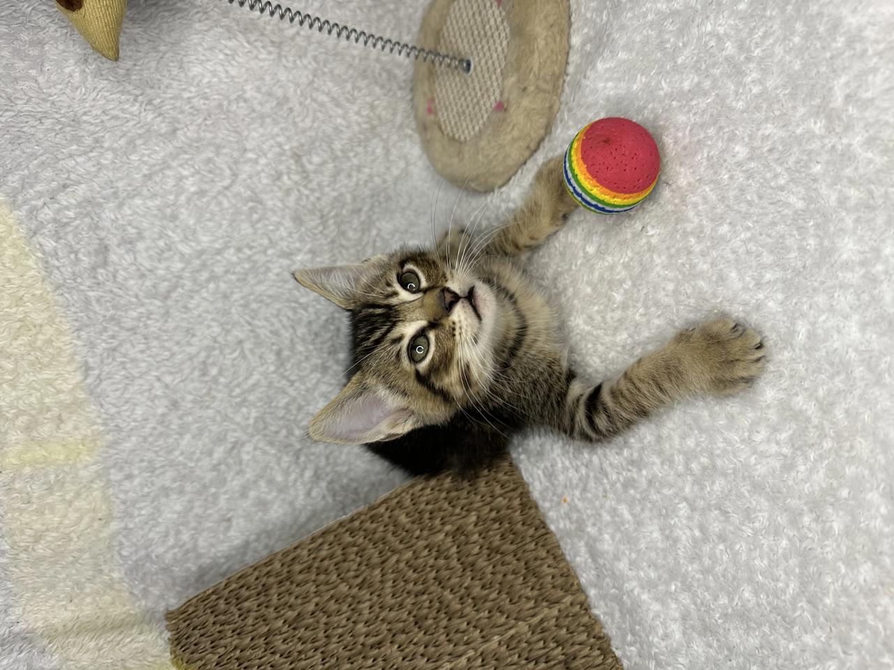 Gato DEREK en adopción