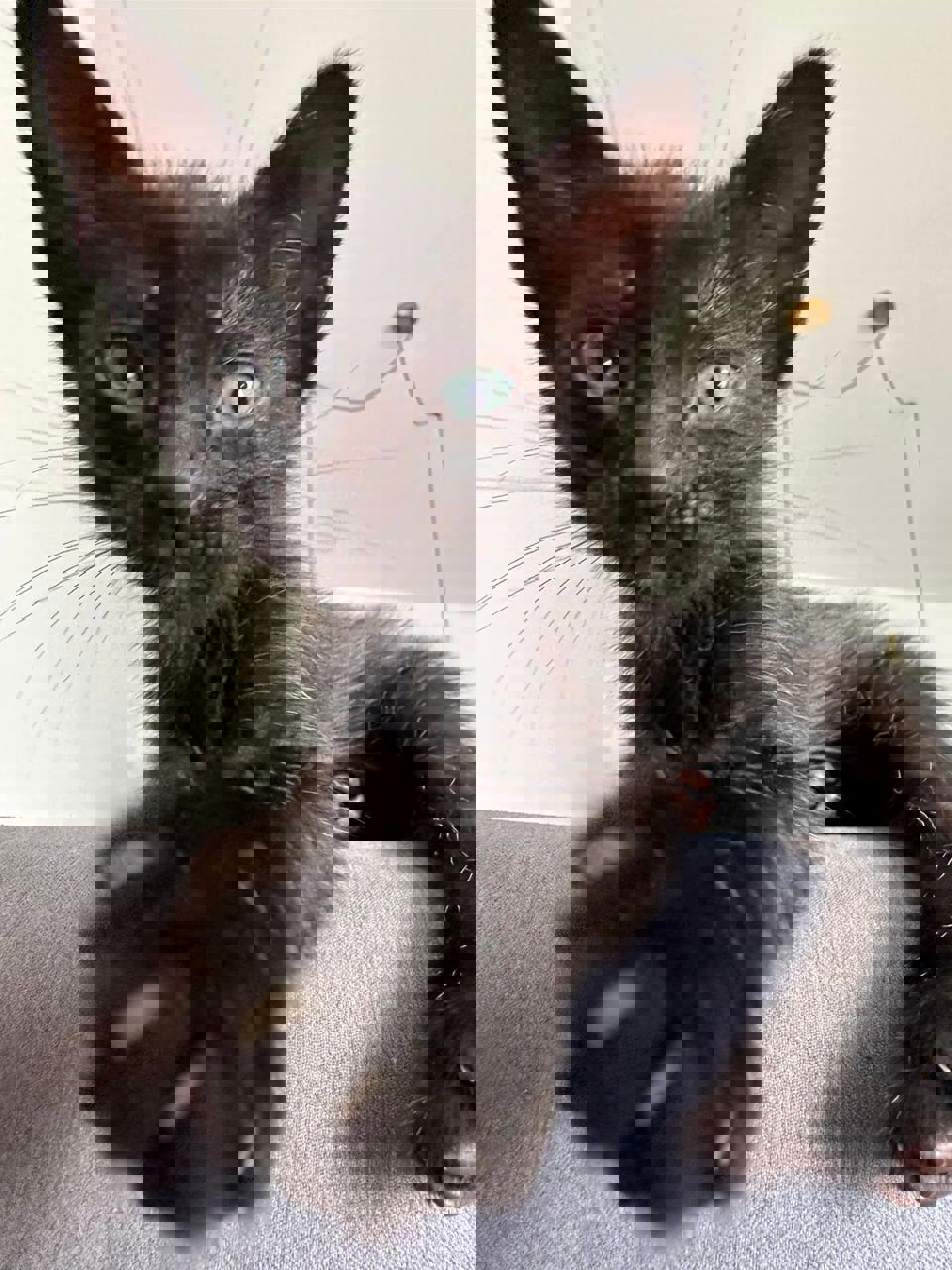 Gato PCHANG en adopción