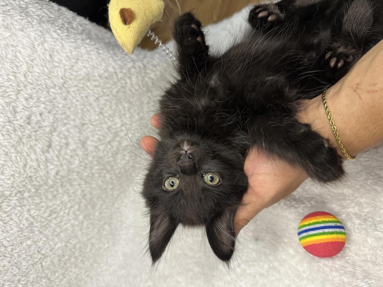 Gato BAILEY en adopción