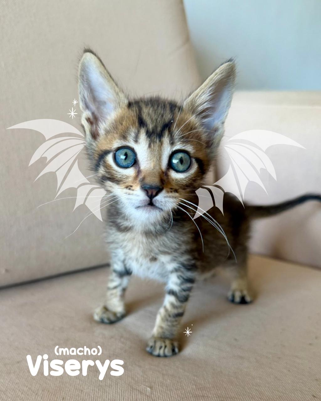 Gato VISERYS en adopción