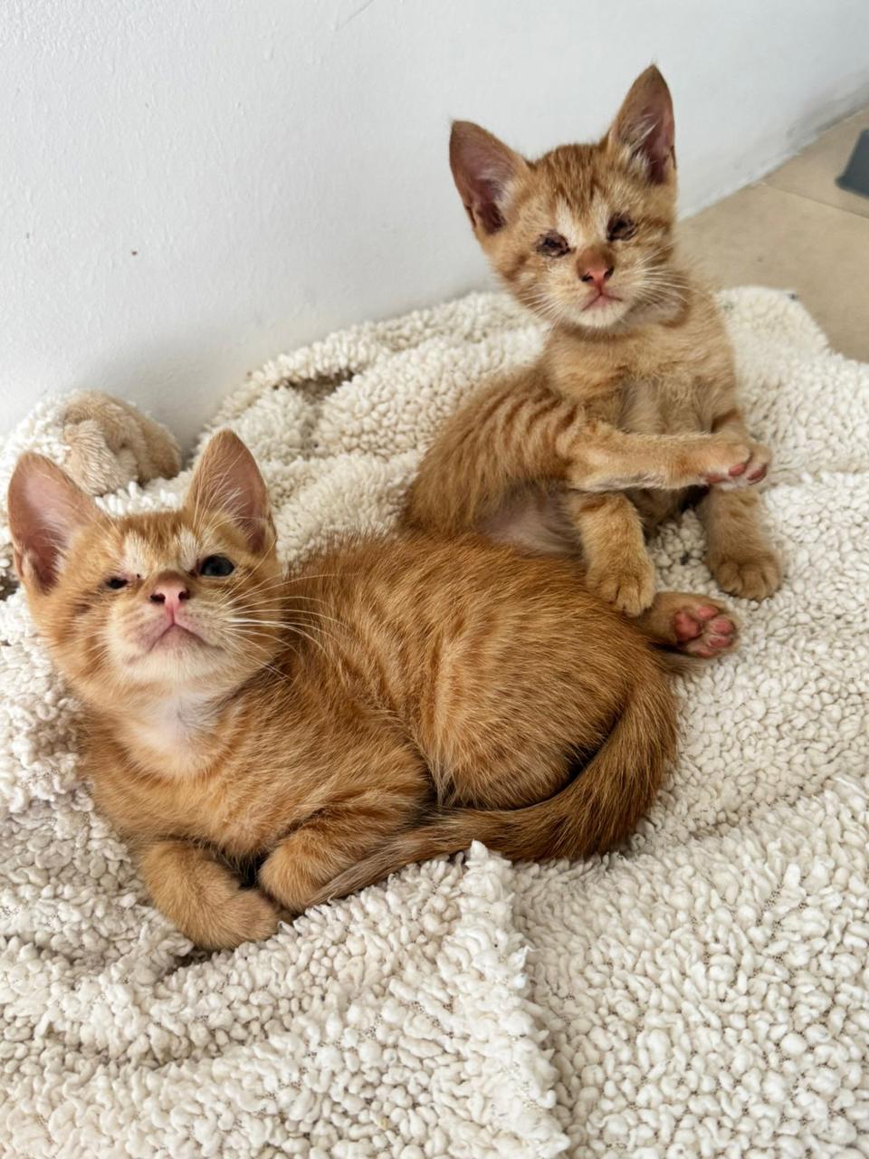 Gato ZEKE Y LUTHER en adopción