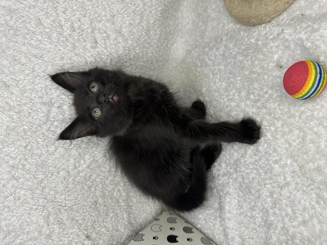 Gato IZZIE en adopción