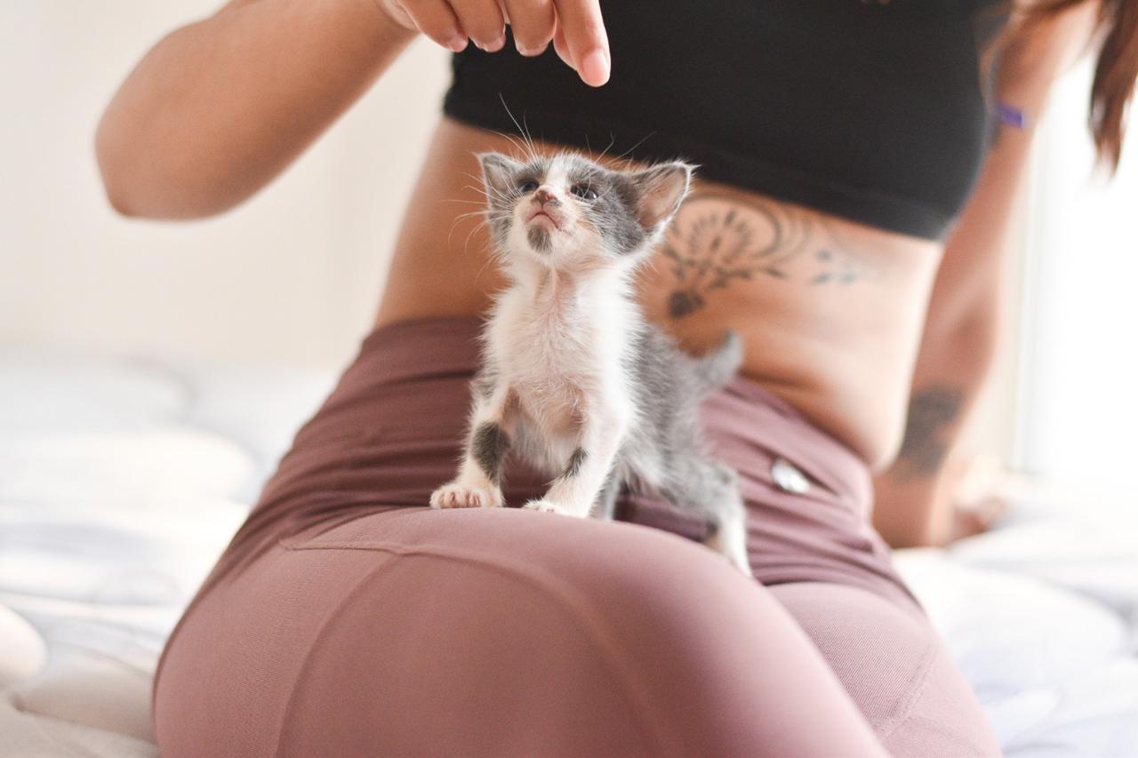 Gato Bruma  en adopción