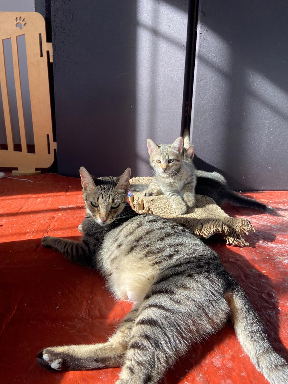 Gato Freya en adopción