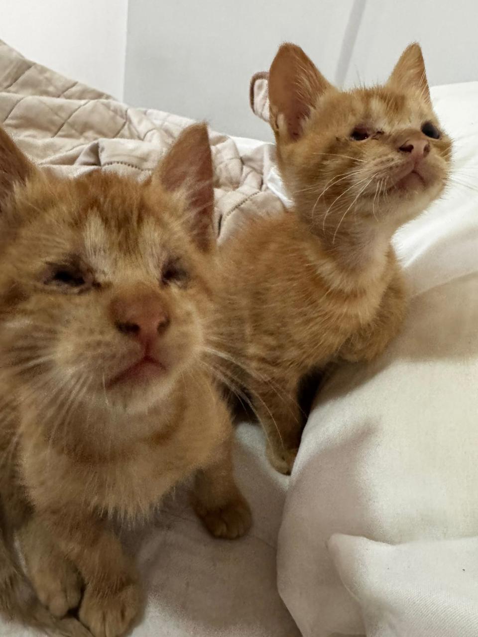 Gato ZEKE Y LUTHER en adopción