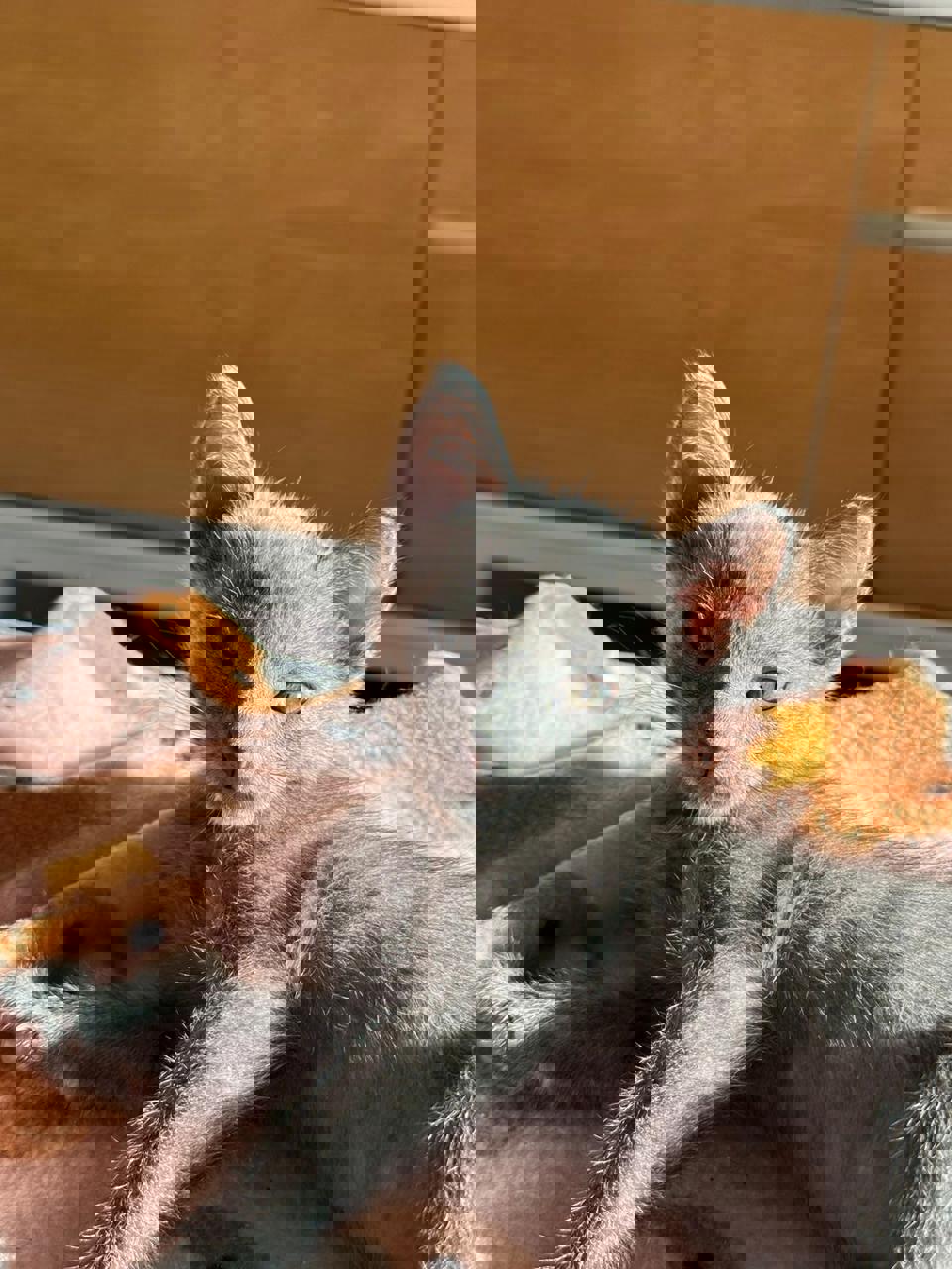 Gato Toff en adopción