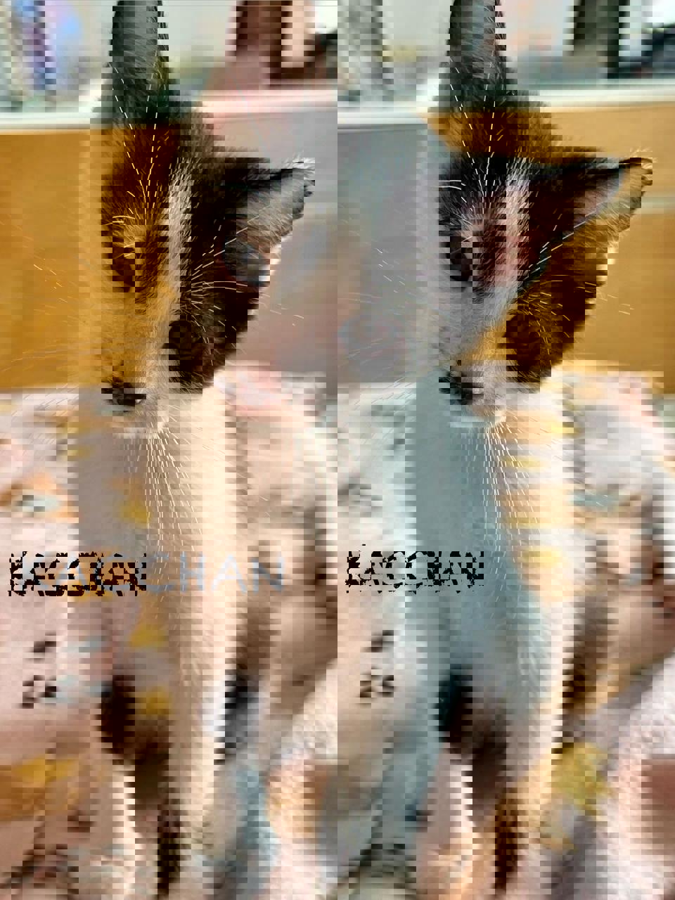 Gato KACCHAN  en adopción