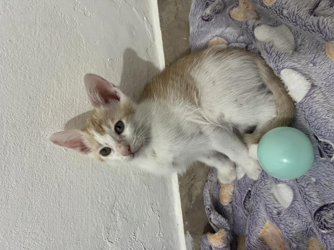 Gato ATLAS en adopción