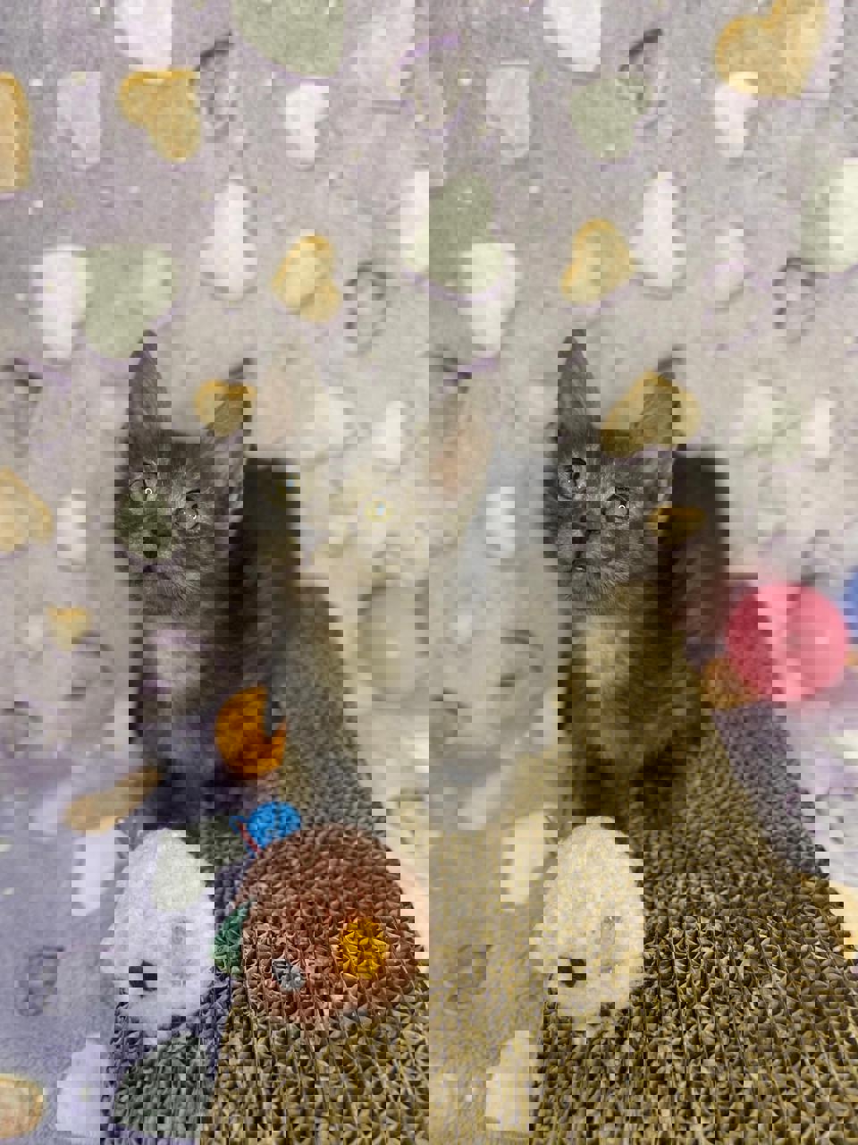 Gato CALYPSO en adopción