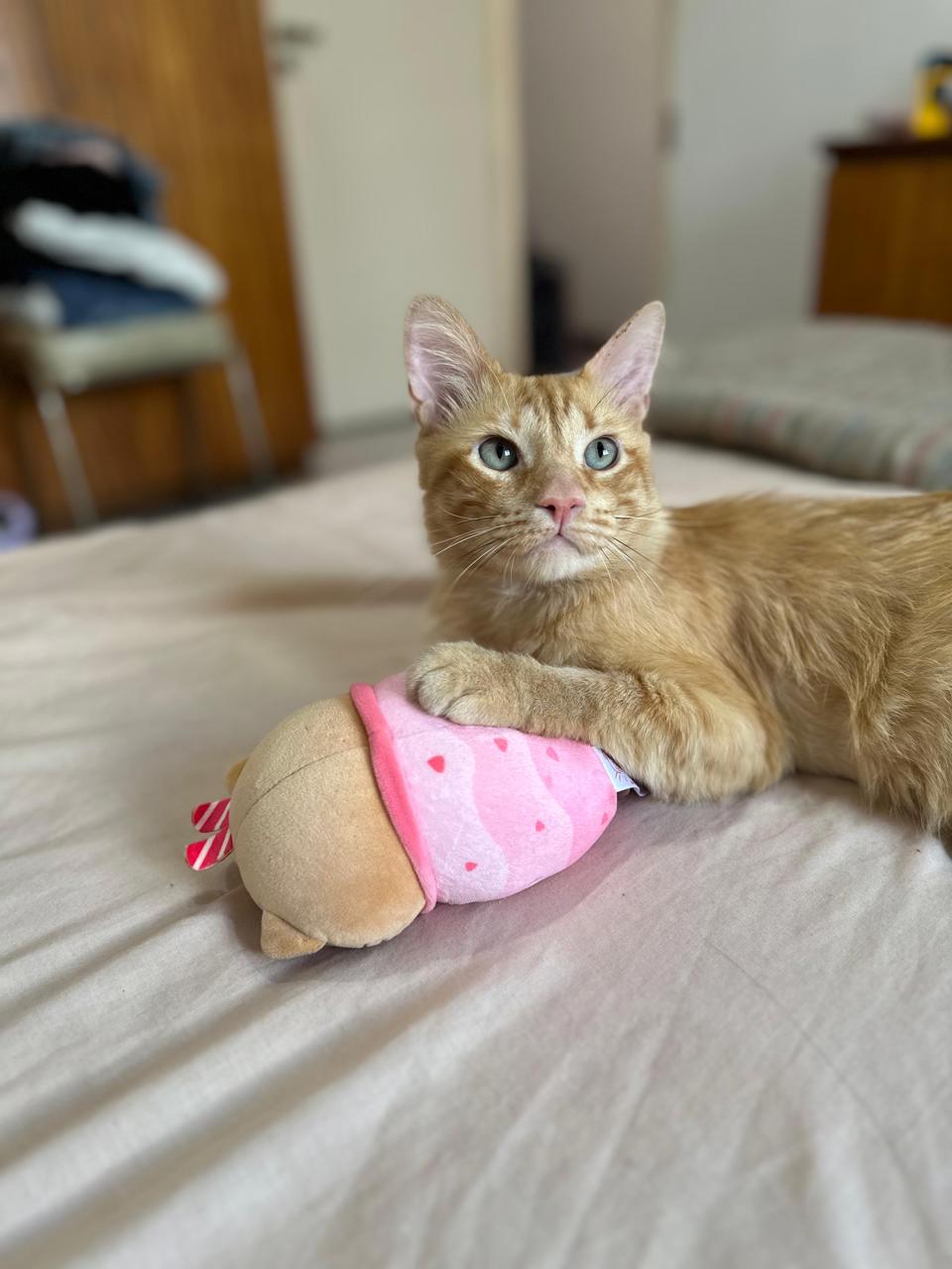 Gato CURRY en adopción