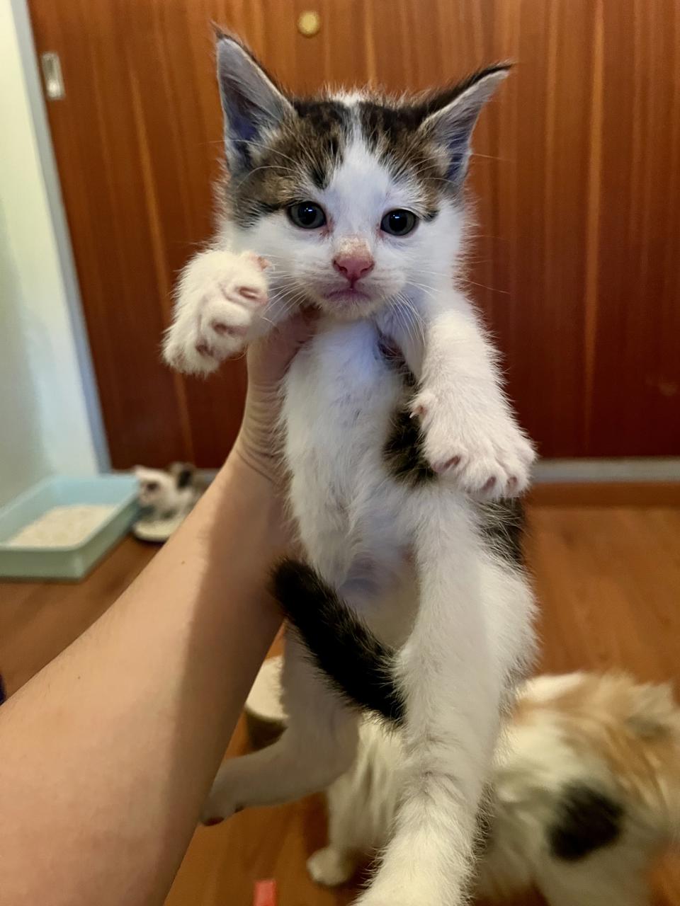 Gato BURTIE en adopción