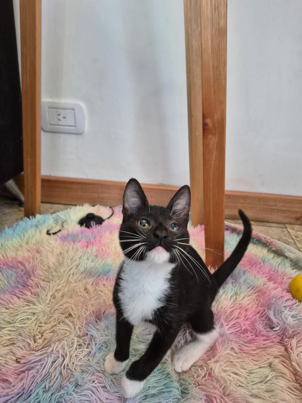 Gato Blanqui en adopción