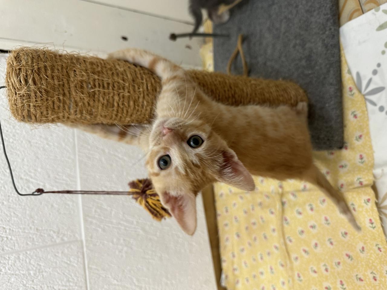 Gato Max  en adopción