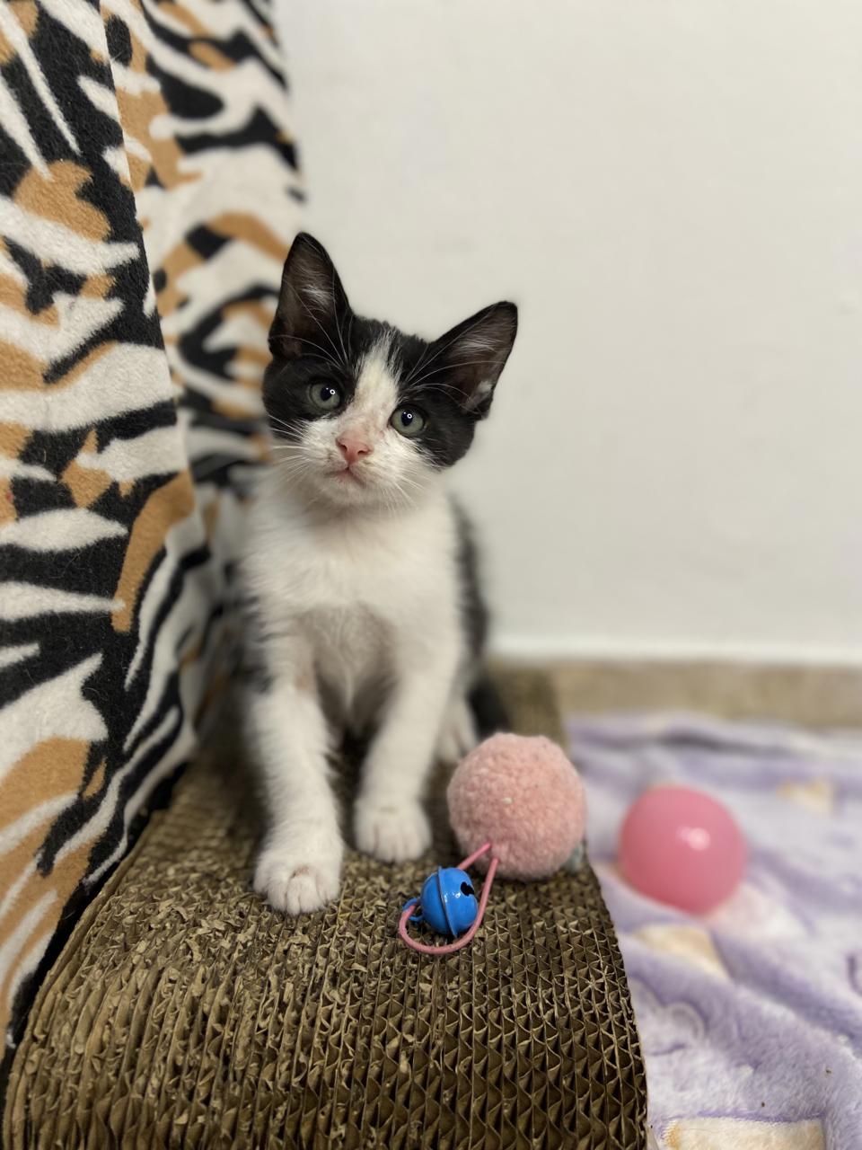 Gato TITÁN en adopción