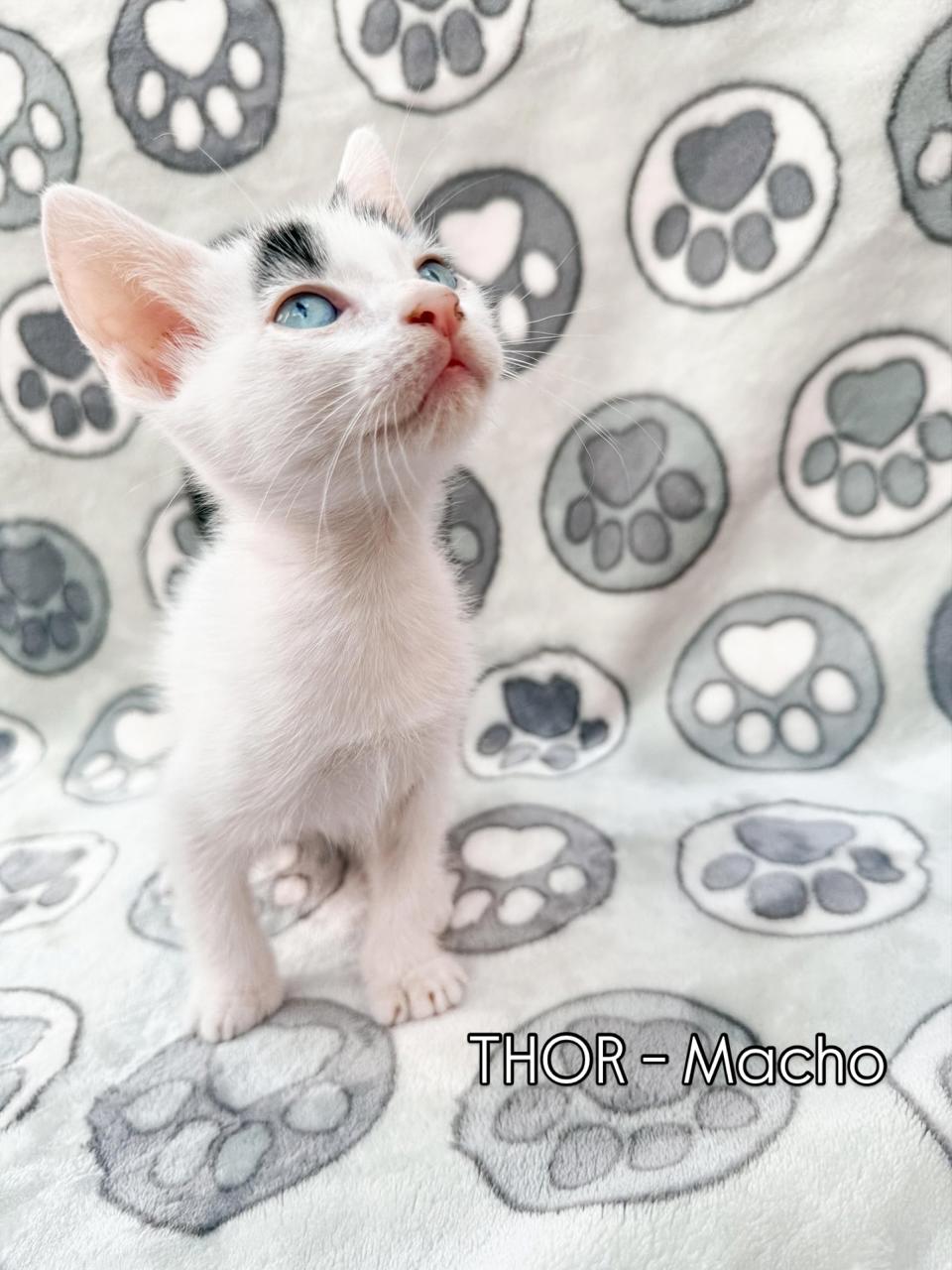 Gato THOR en adopción