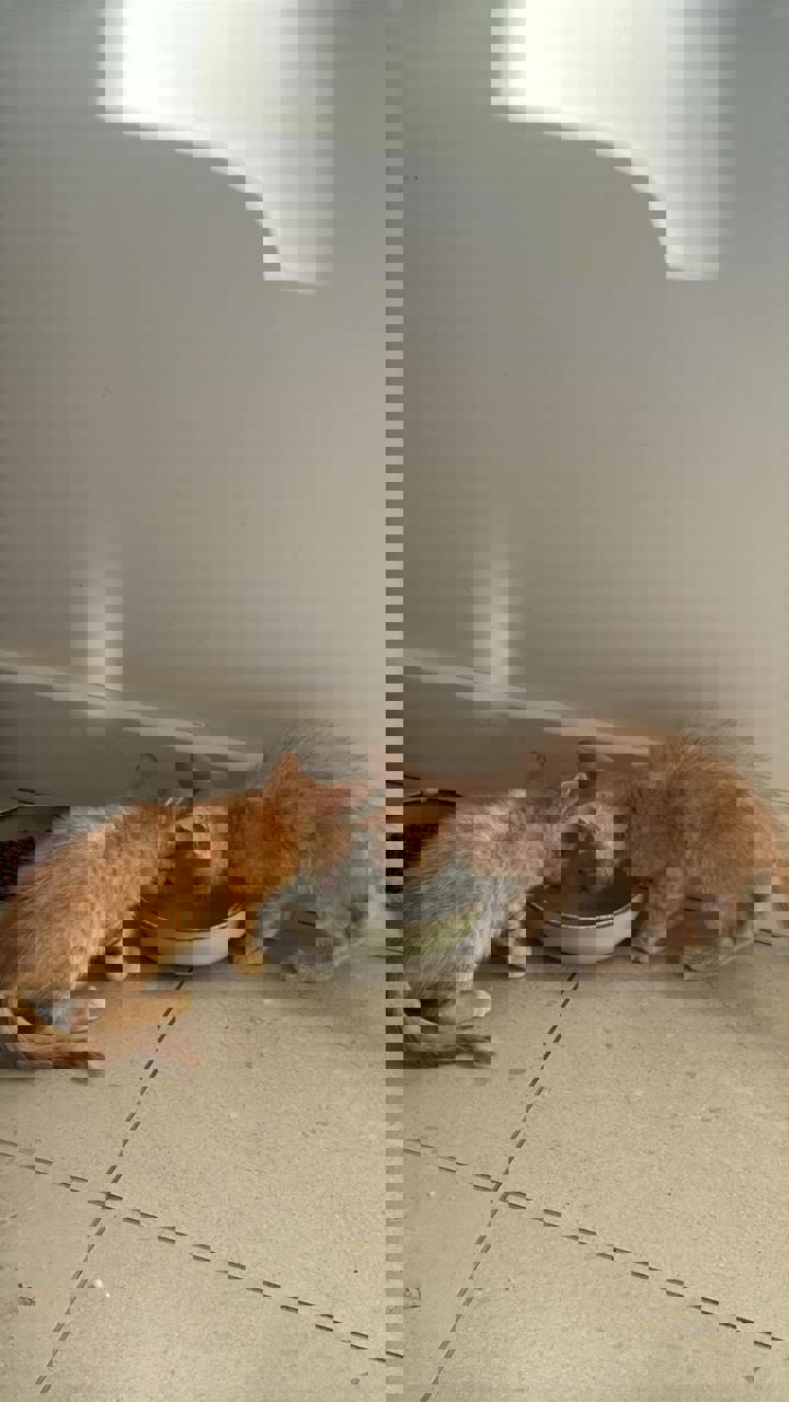 Gato ANNIE Y NICK en adopción