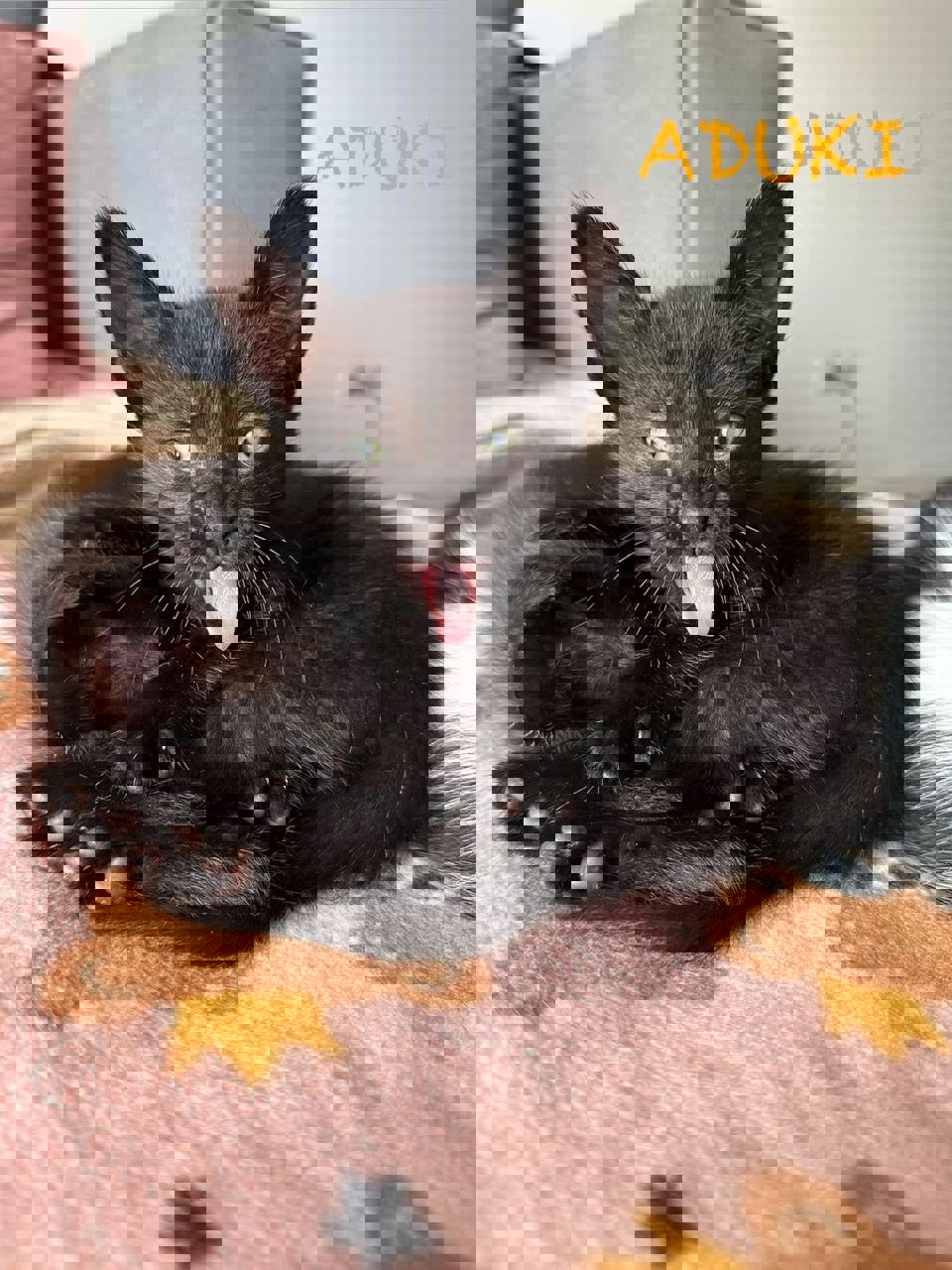 Gato ADUKI en adopción