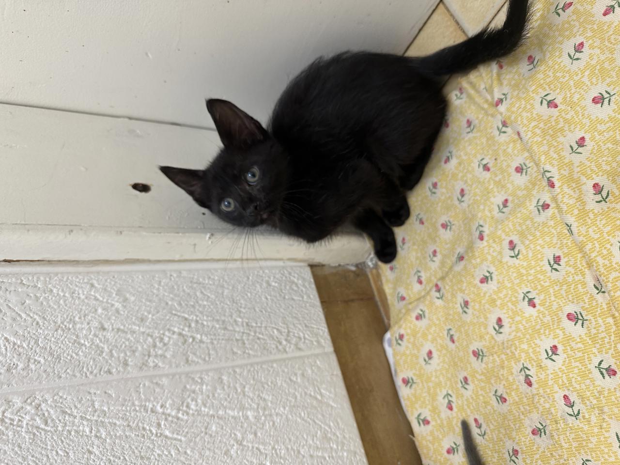 Gato Lucas en adopción