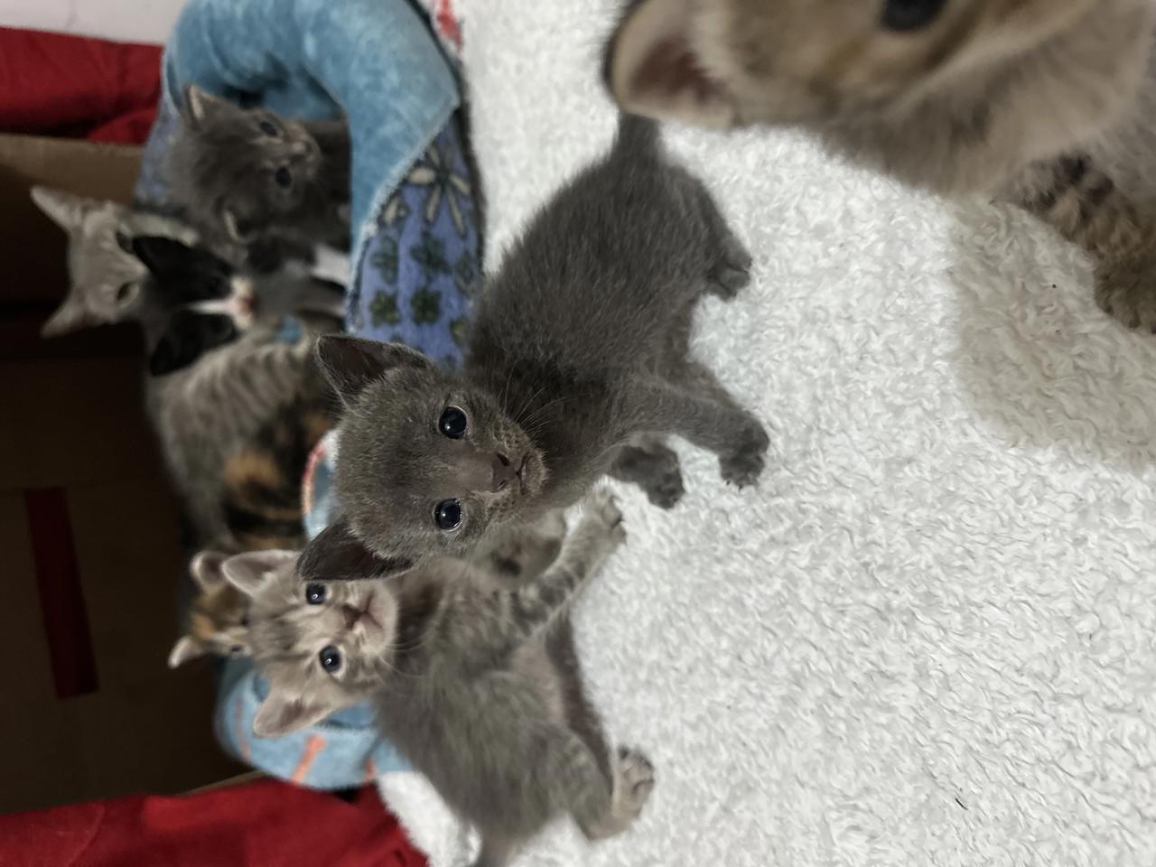 Gato NETEYAM  en adopción