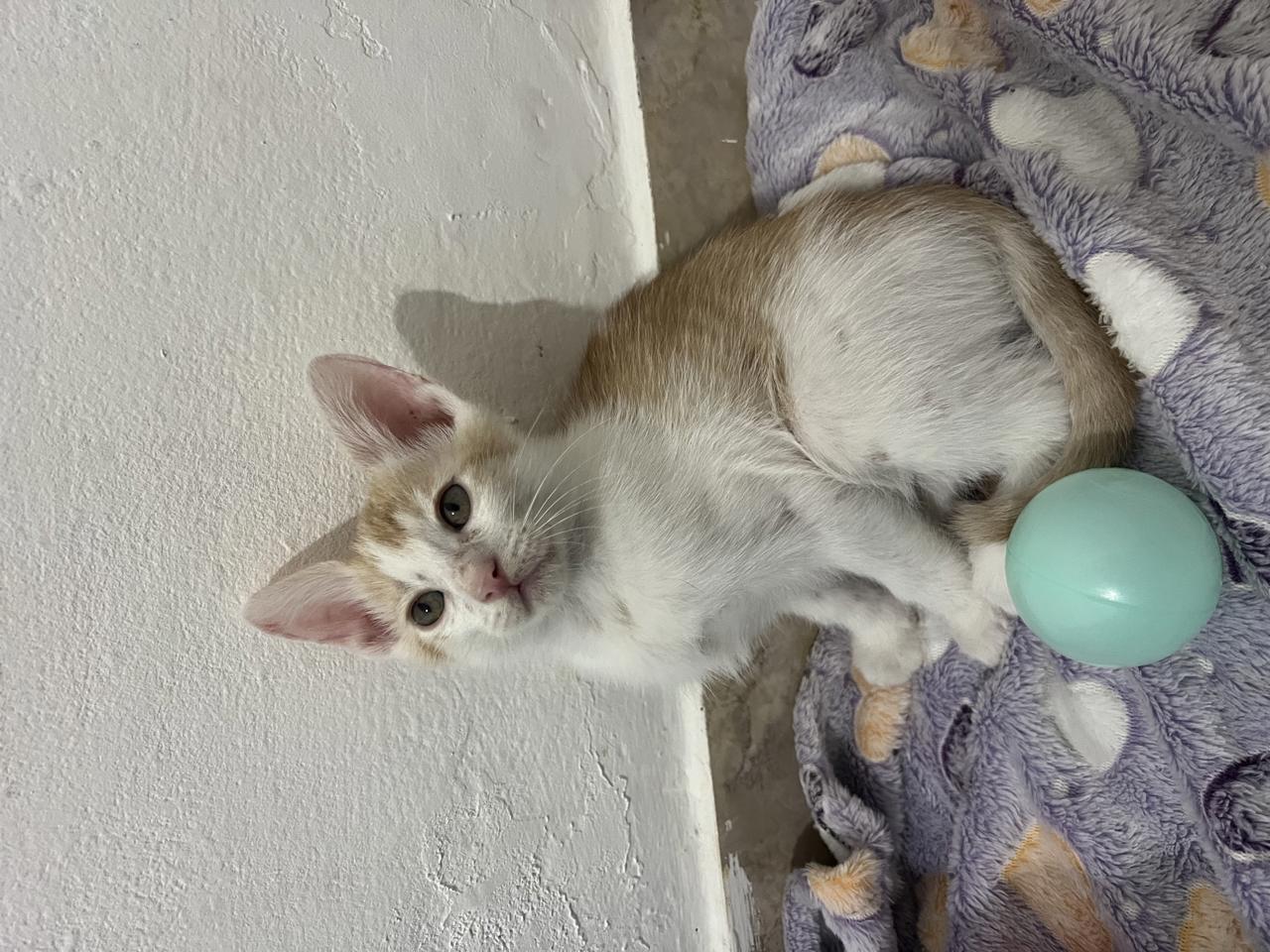 Gato ATLAS en adopción