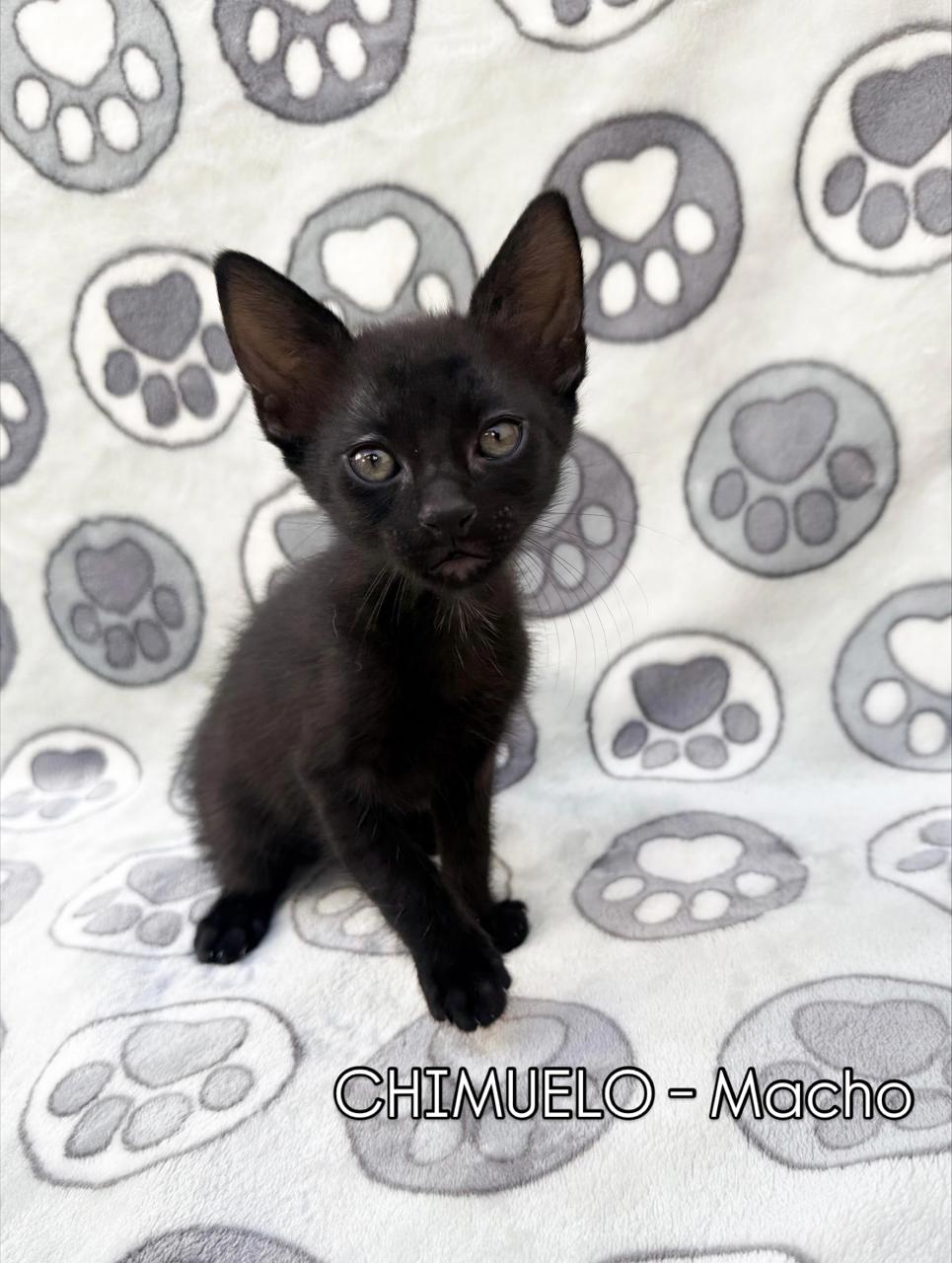 Gato CHIMUELO en adopción