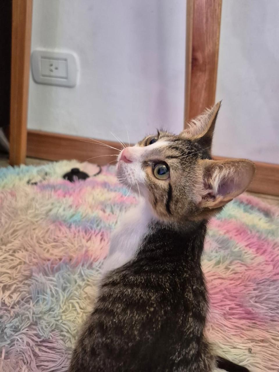 Gato Rayo  en adopción